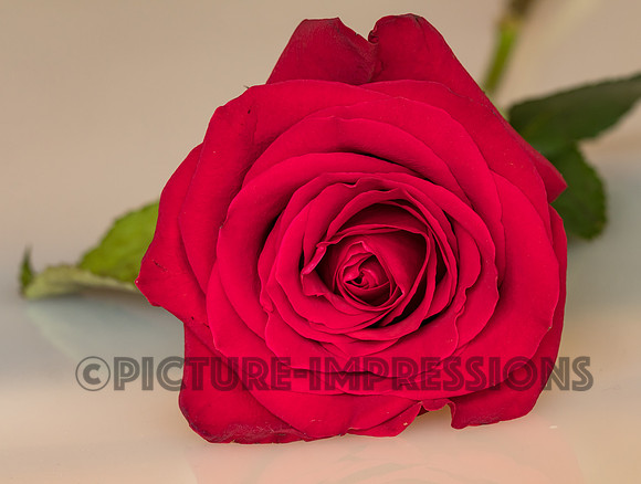 Red rose