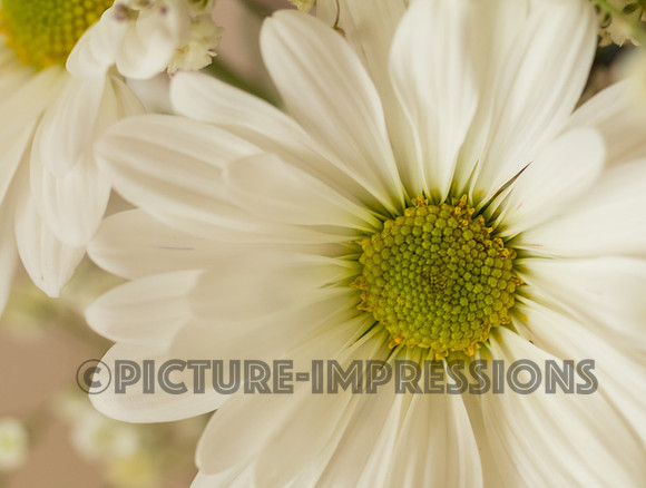 Daisy