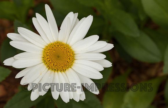Daisy