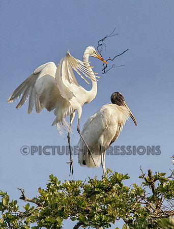 Wood stork, St. Augustine Alligator Farm