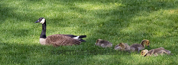 Goose and young family, Benson's Park, Hudson, NH