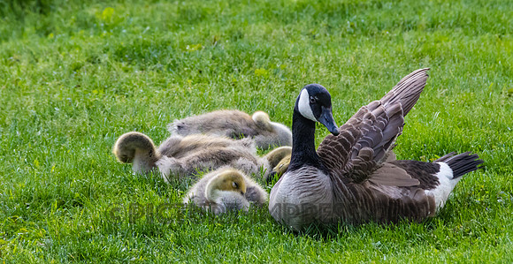 Goose and young family, Benson's Park, Hudson, NH