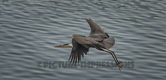 Heron take-off, Cobbetts Pond, Windham, NH