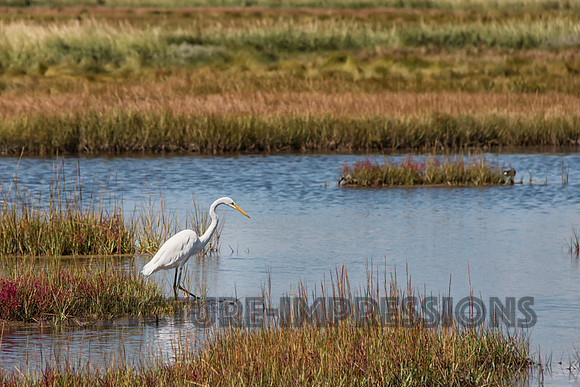 Snowy Egret, Plum Island, Newburyport, MA