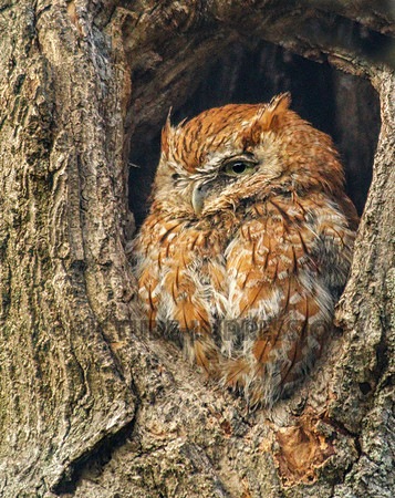 One-eyed screech owl, Newburyport, MA