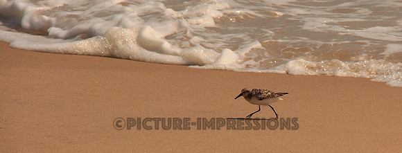 Surfing Sandpiper, Captiva, FL
