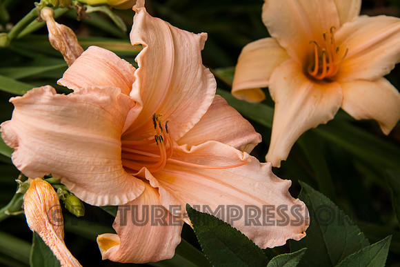 Day Lily