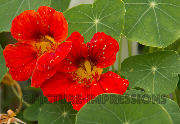 Nasturtiums