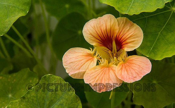 Nasturtium