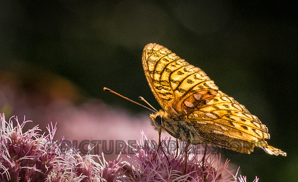Mt. Mansfield - Great spangled fritillary - butterfly